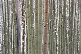 Aspens in Snow